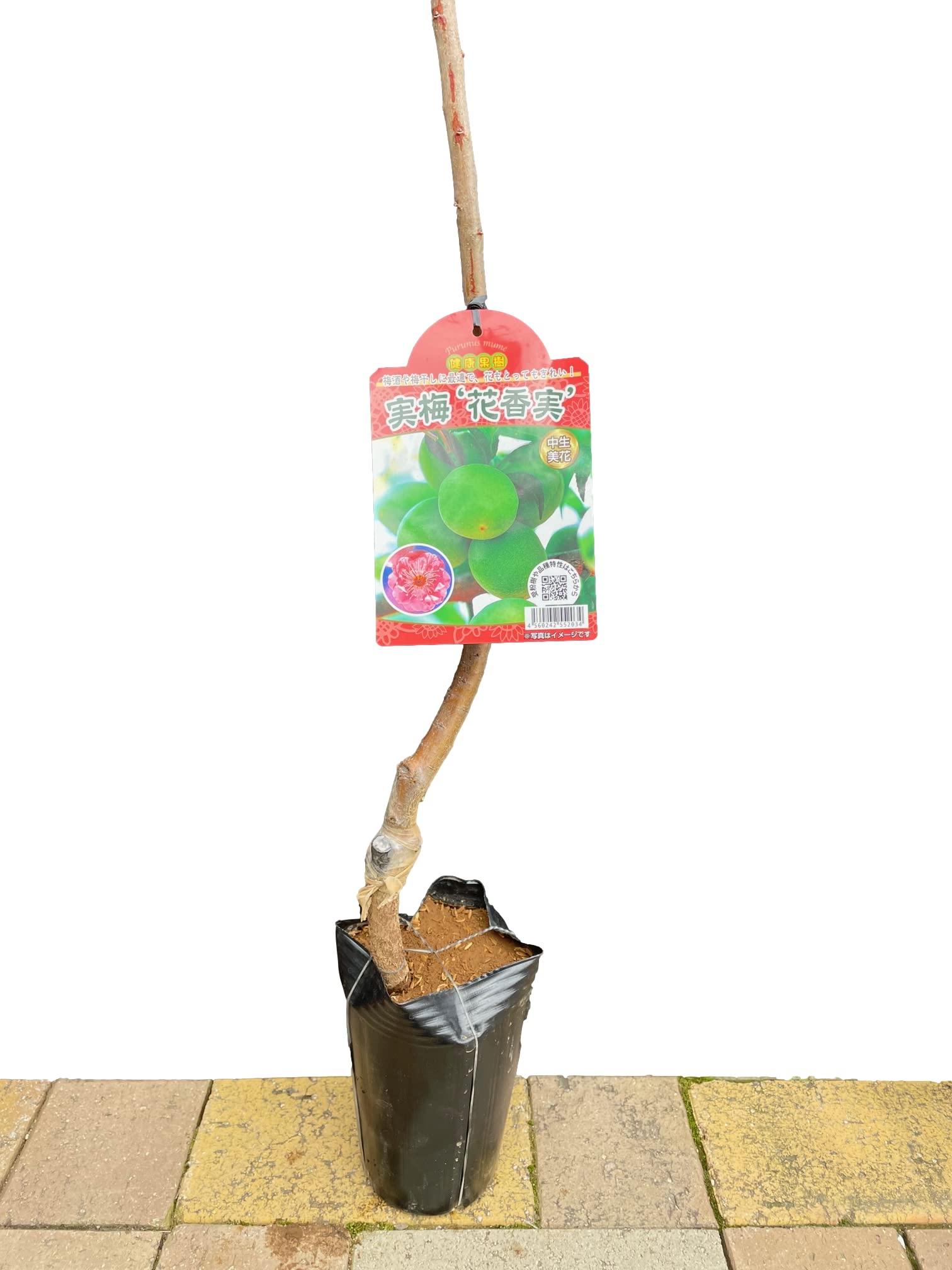 Amazon.co.jp: 【梅苗木「花香実梅」5号1個】園芸 果樹 果実