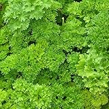 Perejil Planta Viva - DECOALIVE - Planta Natural - Planta para Cocinar - Colección Plantas Aromáticas