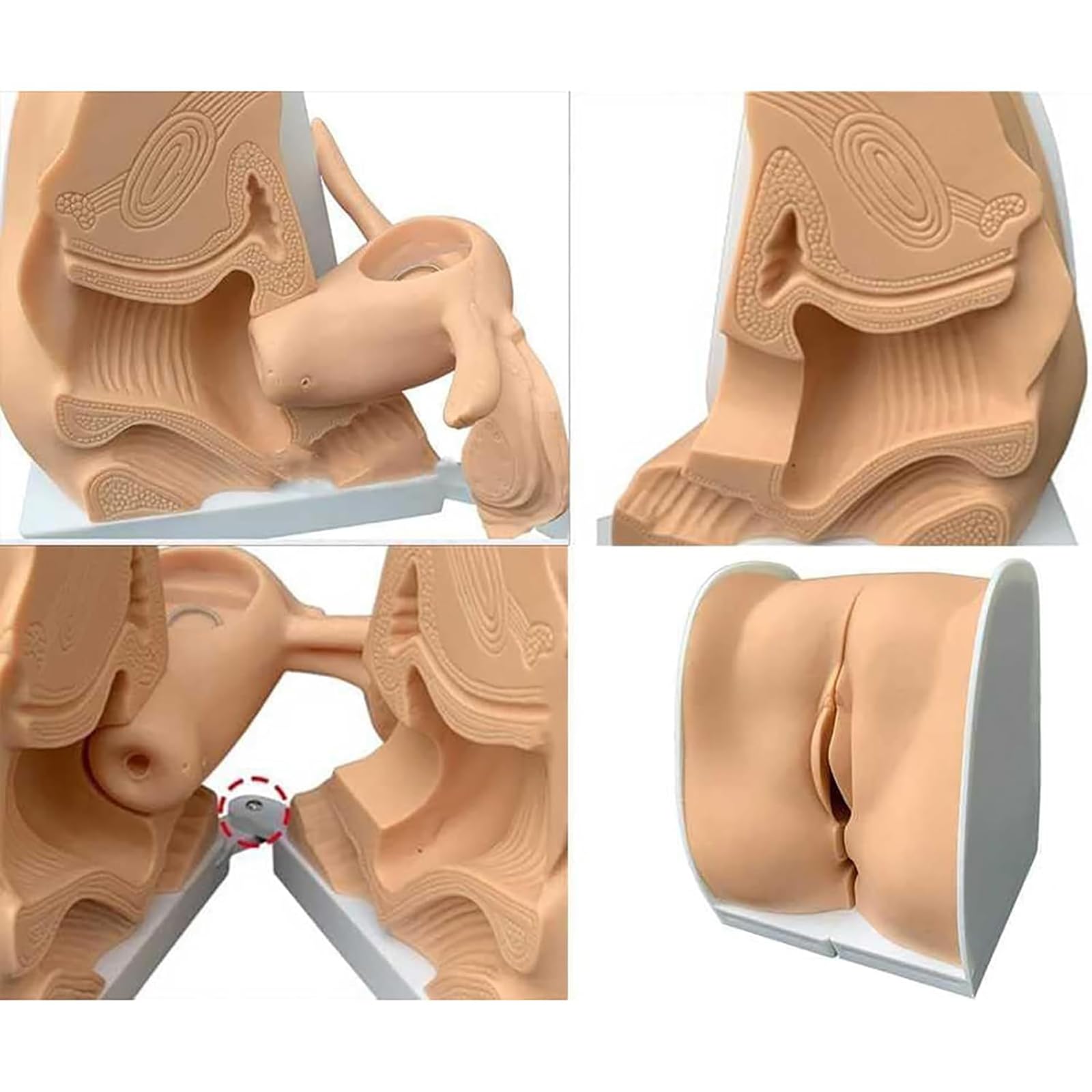 Manichino ginecologico Femminile, Modello anatomico dei genitali Femminili, Modello Guida alla contraccezione Femminile a grandezza Naturale per l'insegnamento