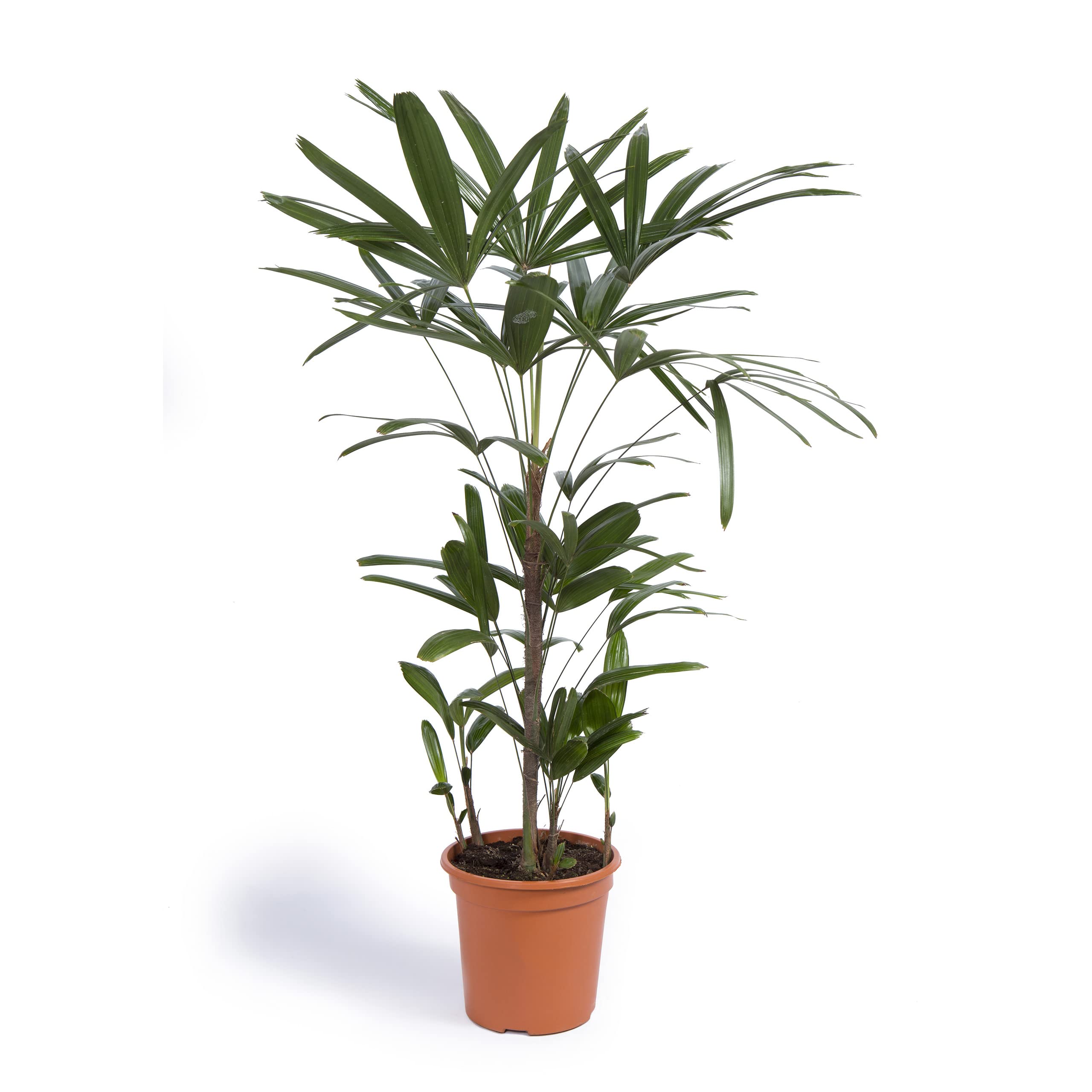 Cool Green - Plantas Naturales - Rhapis Excelsa