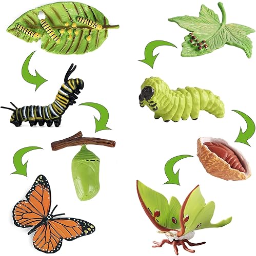 Miniatura 1 de iftnotea 8 figuras de juguete de ciclo de vida de mariposas monarca para niños con figura de Actias Ningpoana - Kit de oruga a mariposa, juguete