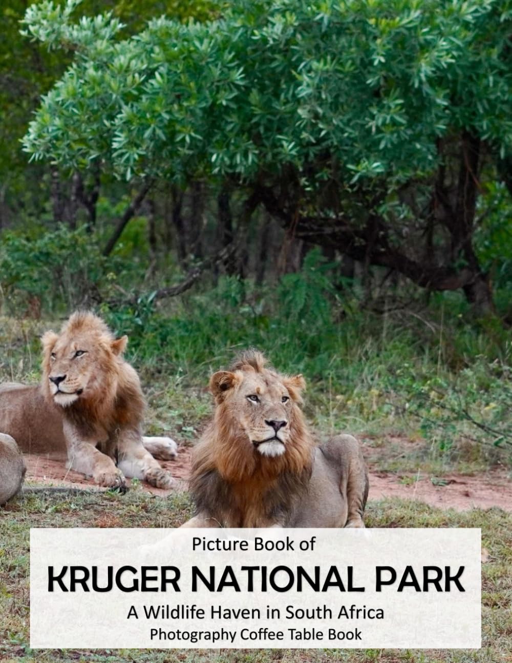 KRUGER NATIONAL PARK: A Wildlife Haven in South Africa