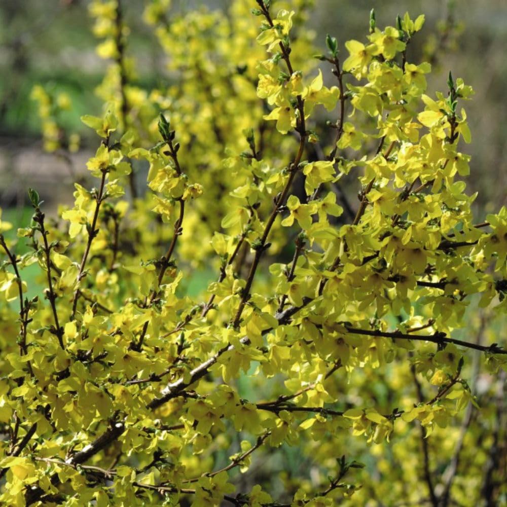 Forsythia Intermedia Shrub - Easy-to-Grow Spring Flowering Plant for Gardens – 3X 1 60/90 Bare Root