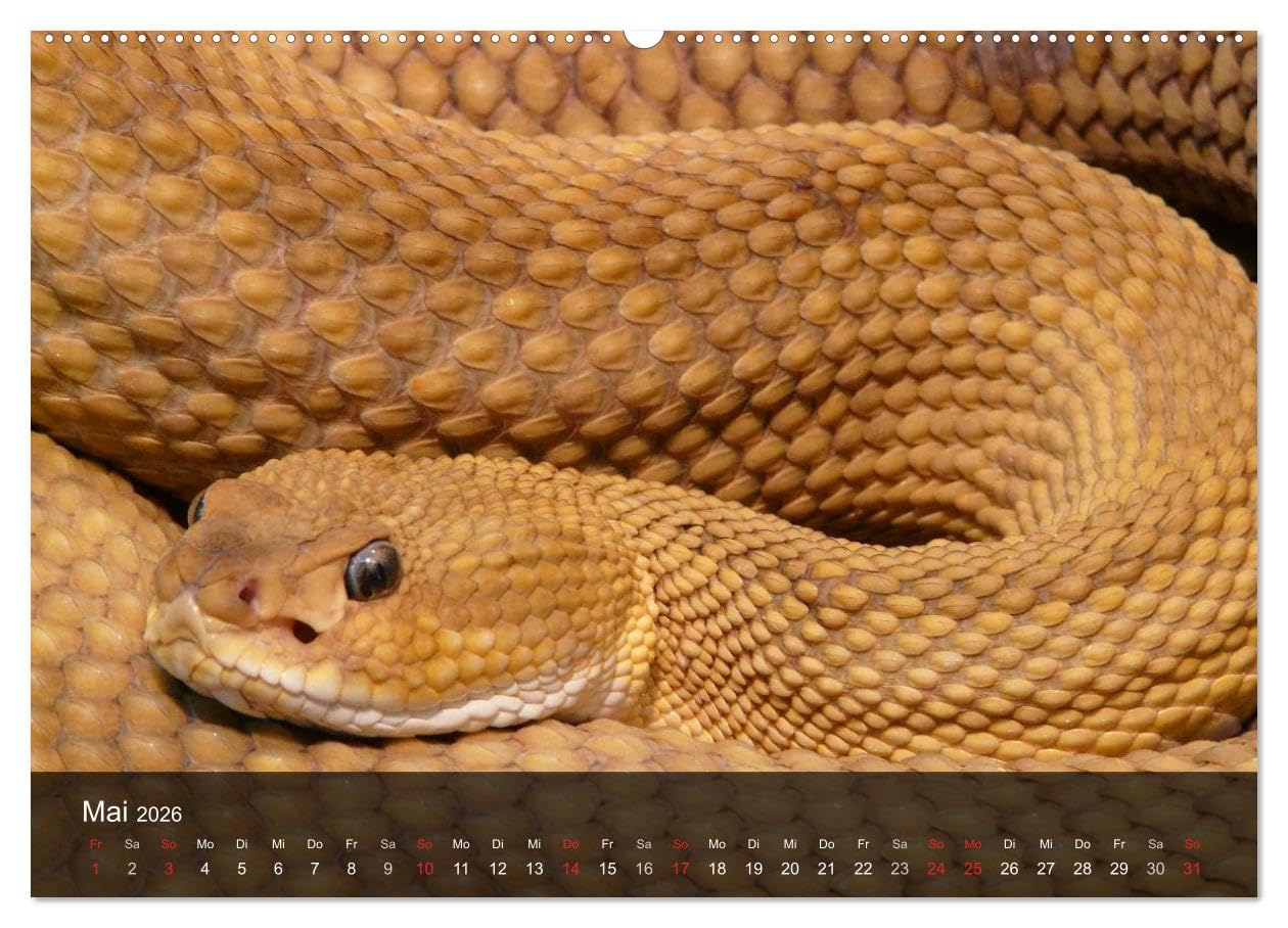 Giftschlangen (Wandkalender 2026 DIN A2 quer), CALVENDO Monatskalender: Die Familie der Vipern, Ottern und Giftnattern (CALVENDO Tiere)