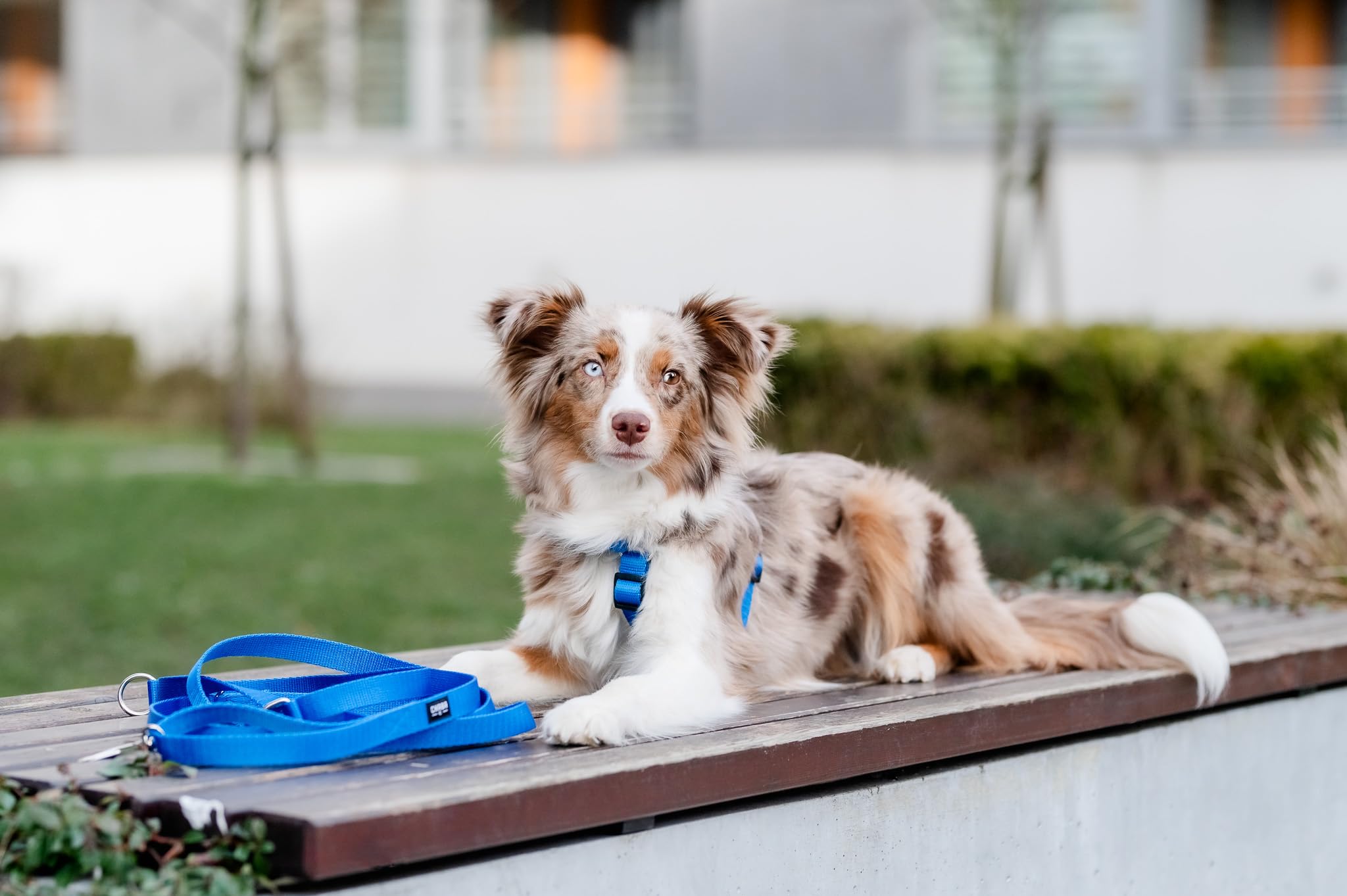 Chaba Guard Arnes para Perro Grande con Control, Arnes Perro antitirones, Evita tirones y Asfixia, Ajuste en 5 etapas, Cómodo y Ligero, Arnés clásico para Perros, Dog Harness, Talla XL, Azul