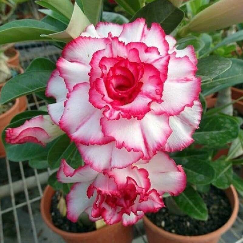 Amazon.it Rosa del deserto Amazon.it Rosa del deserto