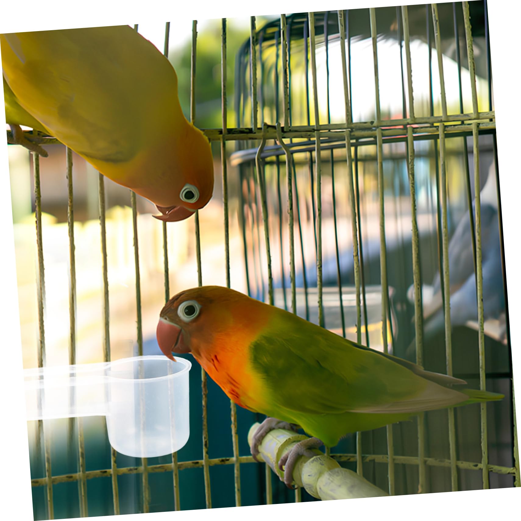 FRCOLOR Abbeveratoio per Uccelli e Piccioni in Plastica Bianca Doppia Porta, Resistente e Facile da Pulire, per Negozio di Animali o Uso Domestico, Confezione da 10 Pezzi