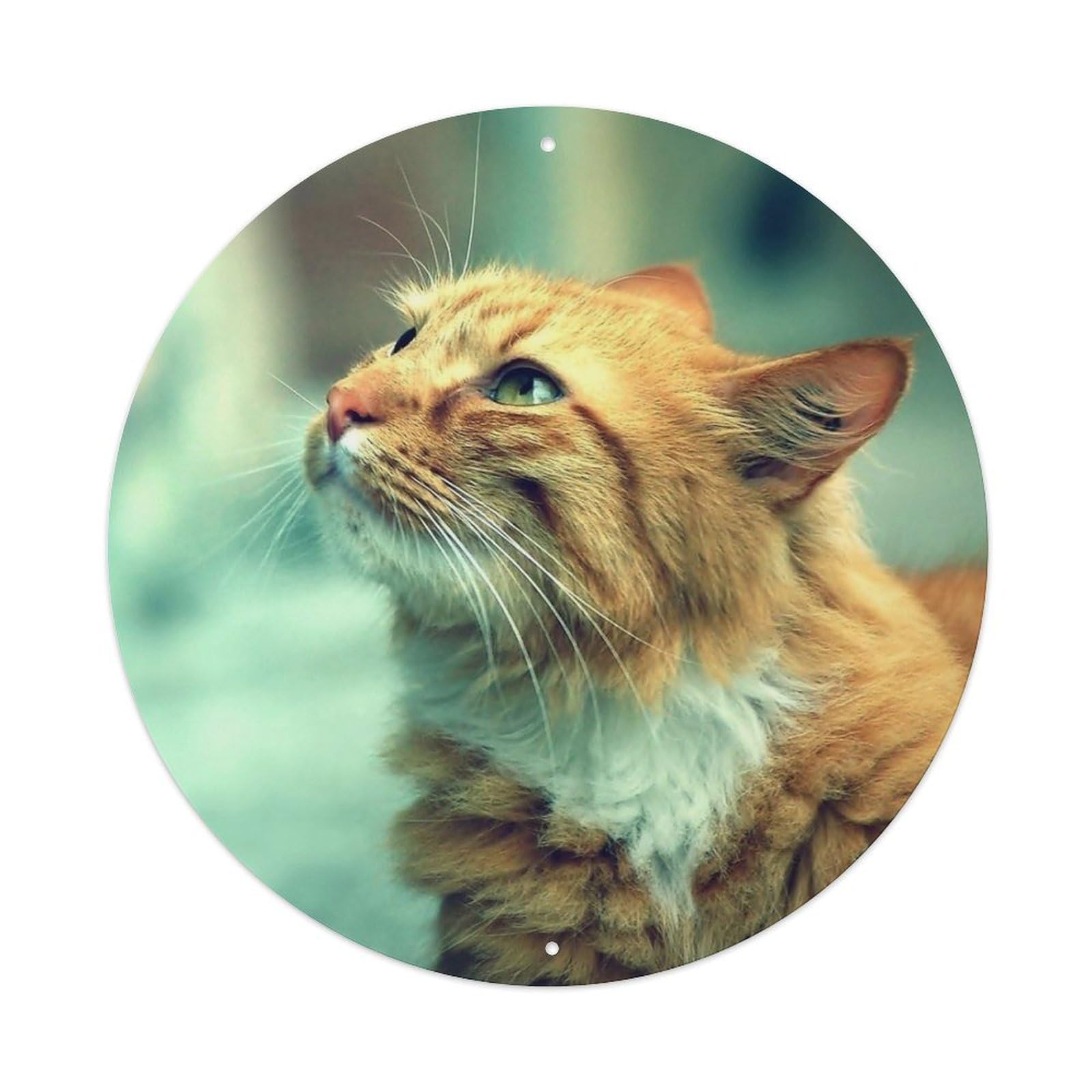 Animals Cute Cat Metal Tin Sign
