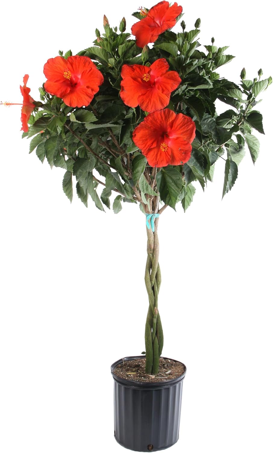 Costa Farms Hibiscus Braided Live Plant - 42" Tall Flowering Houseplant - Indoor or Outdoor Garden Plant, Vibrant Blooms, Grower's Choice