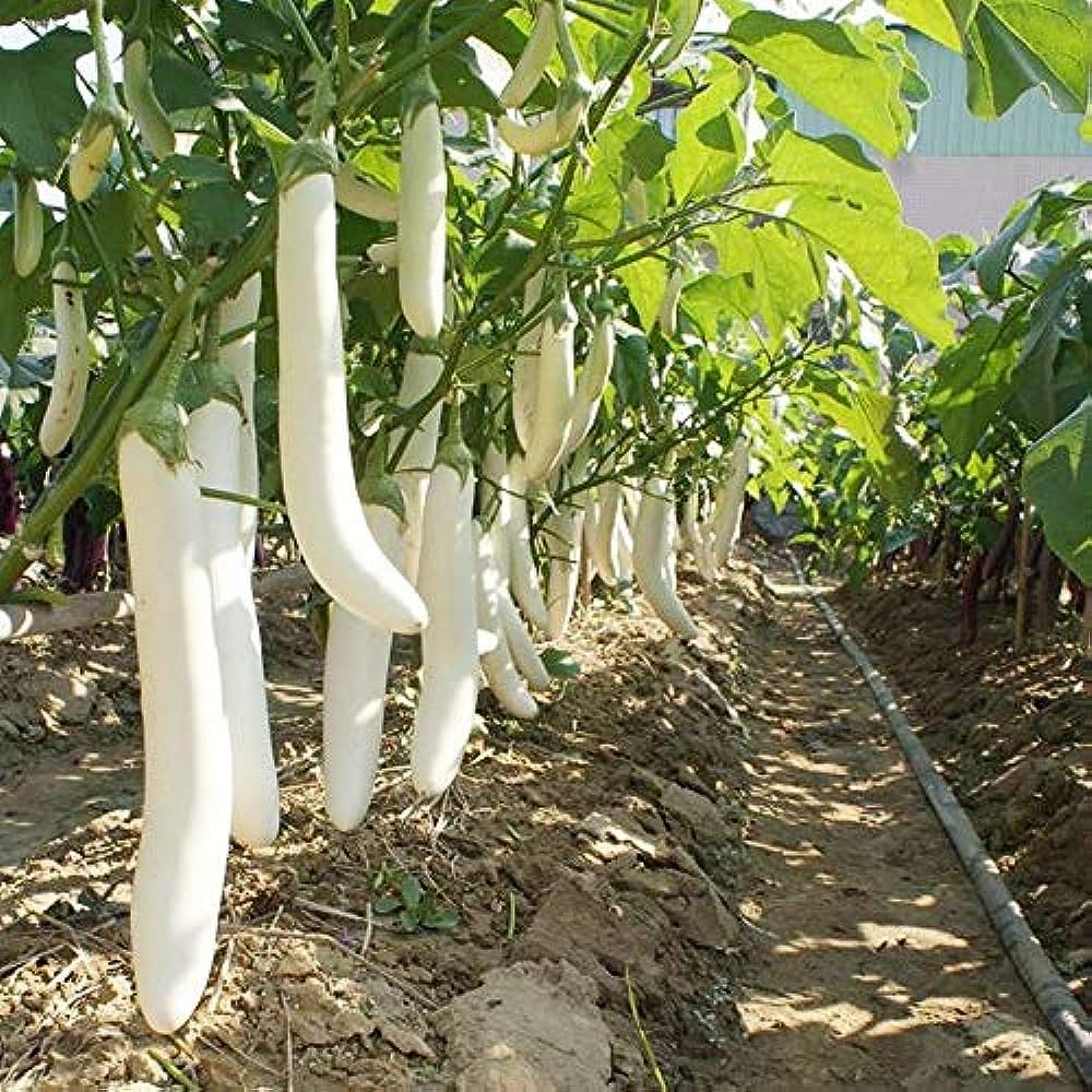 ONLINE PLANT BAZAR White Long Brinjal Vegetable Hybrid F1 Seeds (Pack Of -100 Plus Seeds) (B0CG23R8X5) Amazon Price History, Amazon Price Tracker