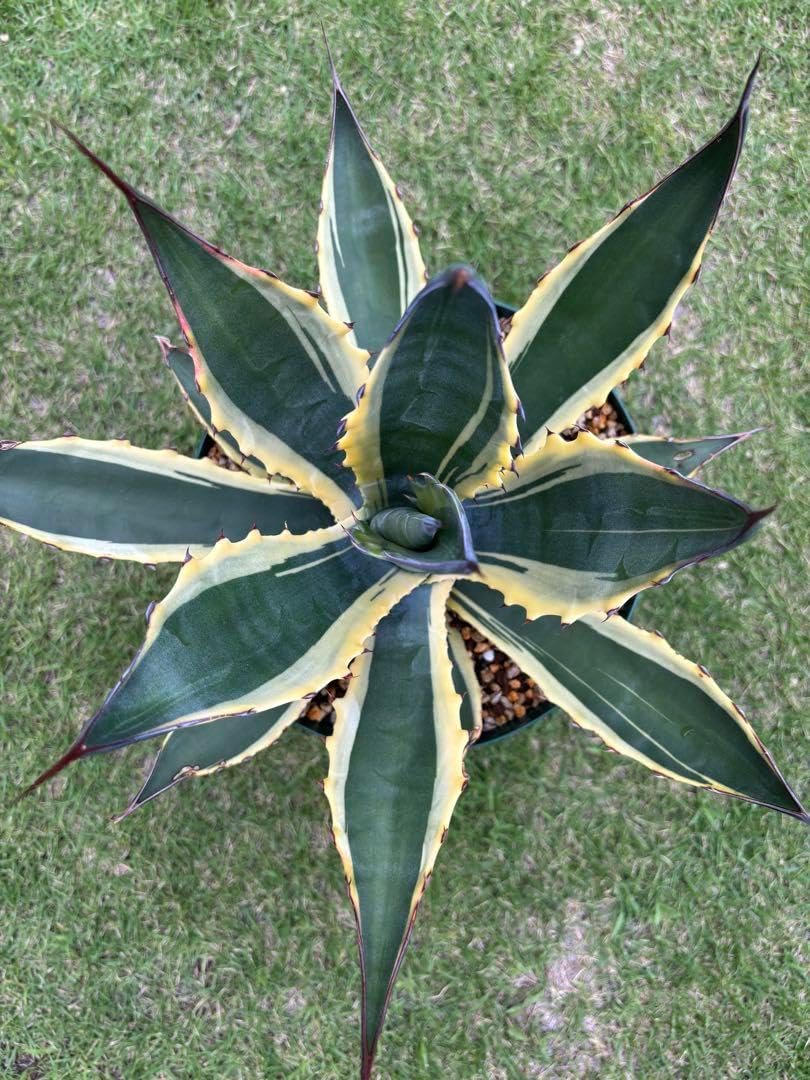 アガベ　フェロックス✖️シャークスキン　ハイブリッド　子株 アガベ フェロックス 中株 アガベ フェロックス✖️シャークスキン