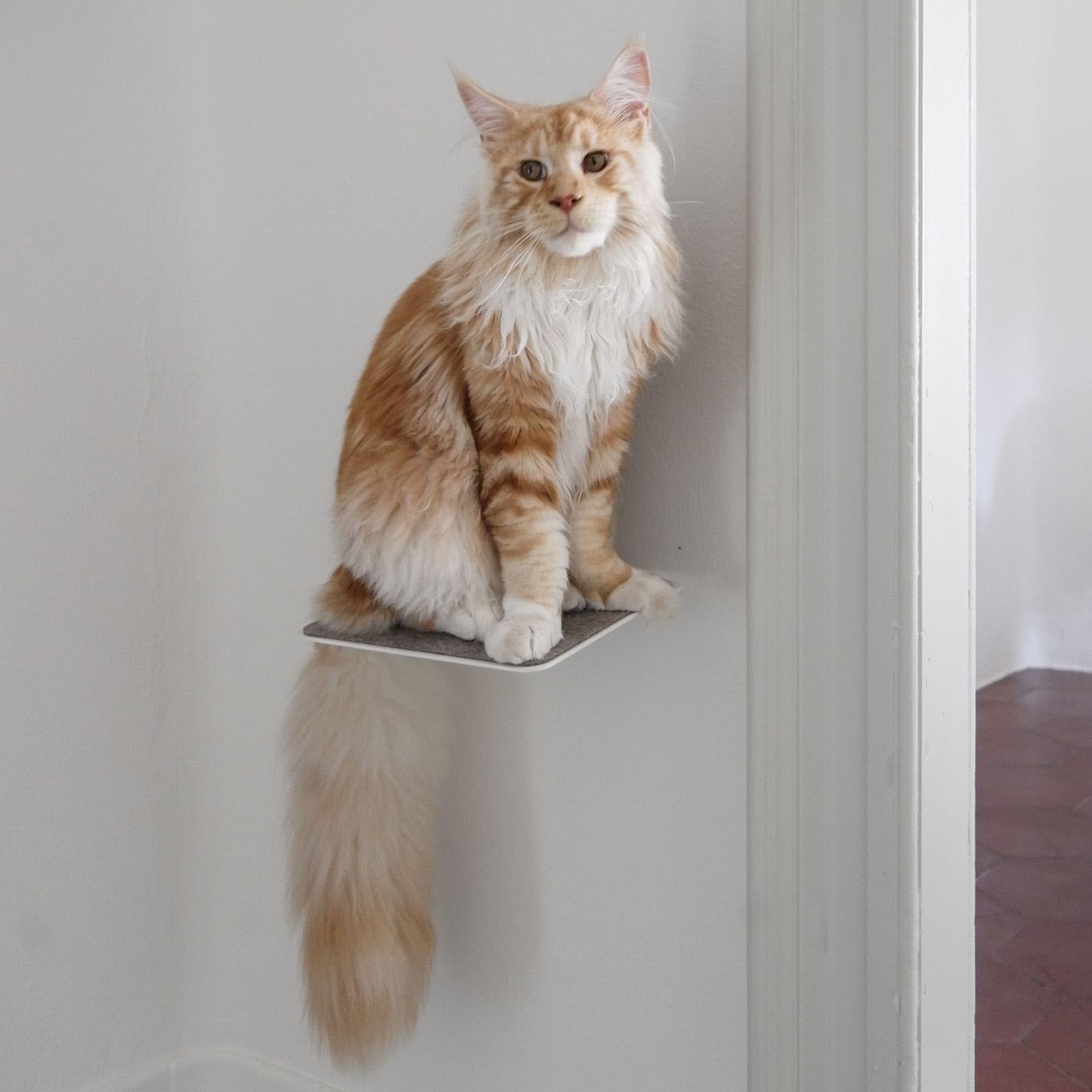 LucyBalu® Steps Katzentreppe mit Filzauflage I Wandstufen aus Metall 3er Set 18 x 18 cm I Katzenleiter für Wand I Filigrane Optik I für Katzen bis 7 kg I Weiß/Sand