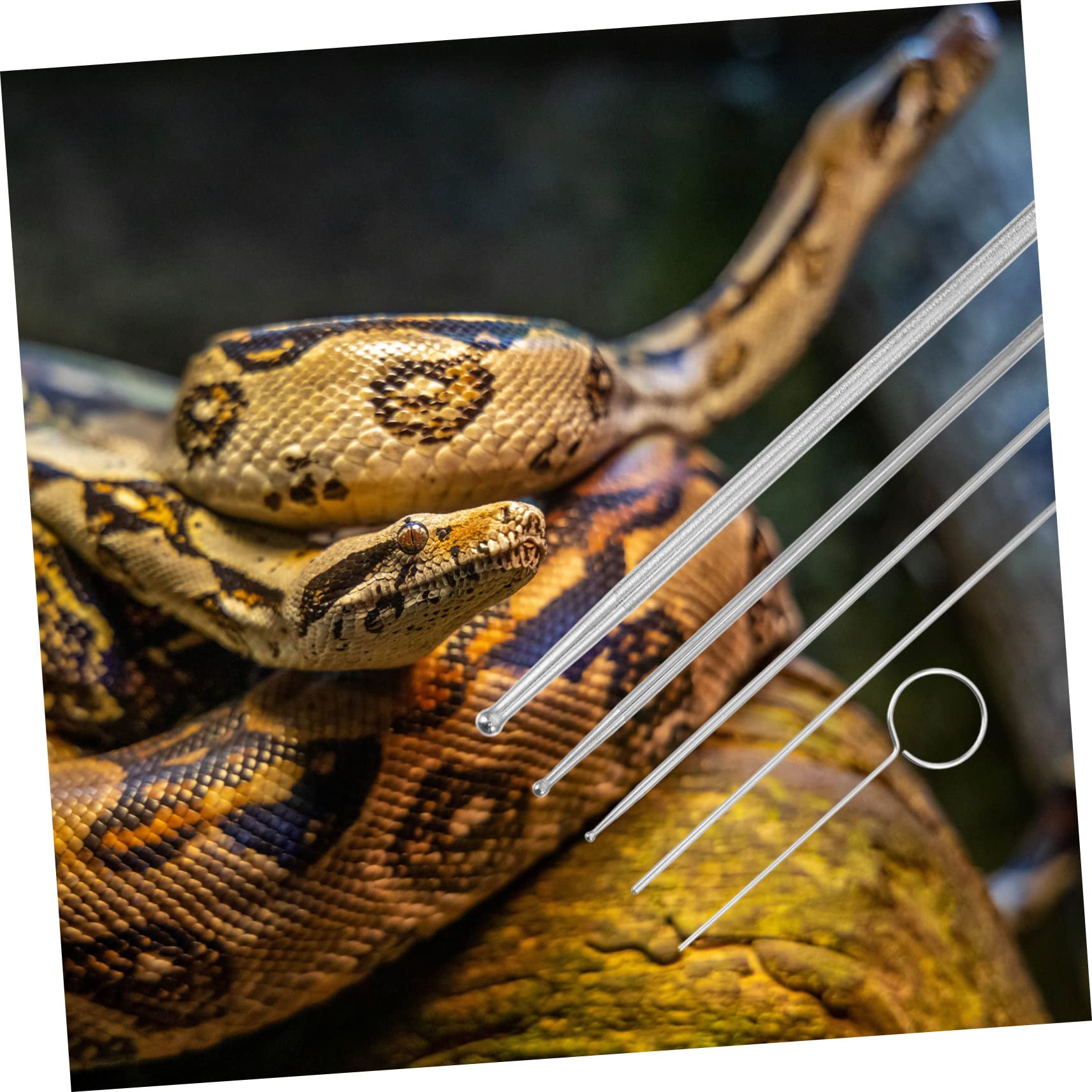 6 Pezzi per Sessaggio dei Rettili Kit Professionale per Serpente Strumento di Rilevamento in Acciaio Inossidabile Design Sfera Liscio Identifica Maschi e Femmine