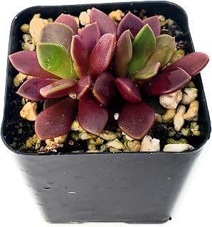 Fat Plants San Diego Living Indoor Succulents and Cactus Rooted in Plastic Planters with Soil (2.5, Purple anacampseros)