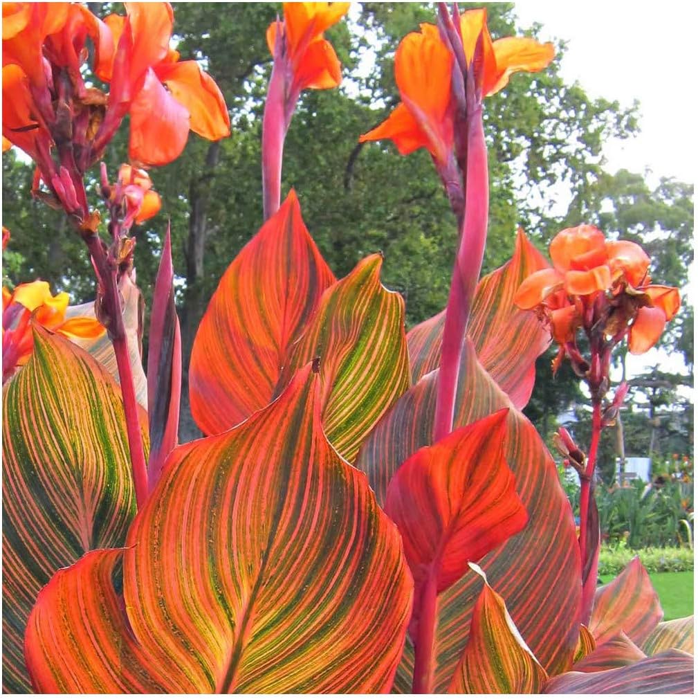 Canna Tropicanna, Canna Lily Plant in 9 cm Pot