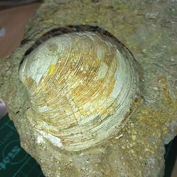 【最終大幅値下げ】国産2枚貝化石　超特大 SNYG5MZAJZMXFPDYY7DUL73R7M.jpg