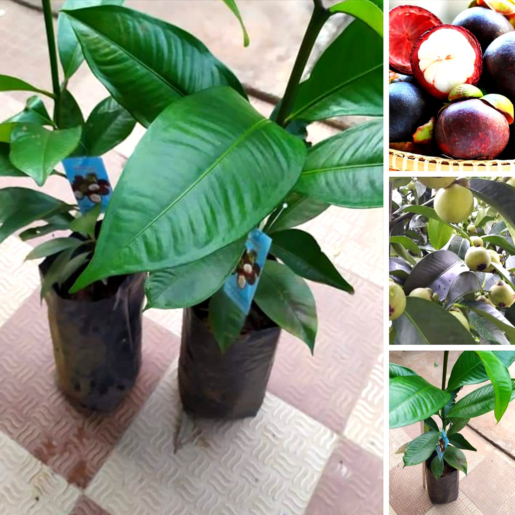 See full amazon price history chart for AGRO ALIVE Queen of Fruits Mangosteen Fruit Plant 1 Healthy Live Plants AGRO ALIVE Queen of Fruits Mangosteen Fruit Plant 1 Healthy Live Plants (B0BD2DDD8G) Amazon Price History, Amazon Price Tracker