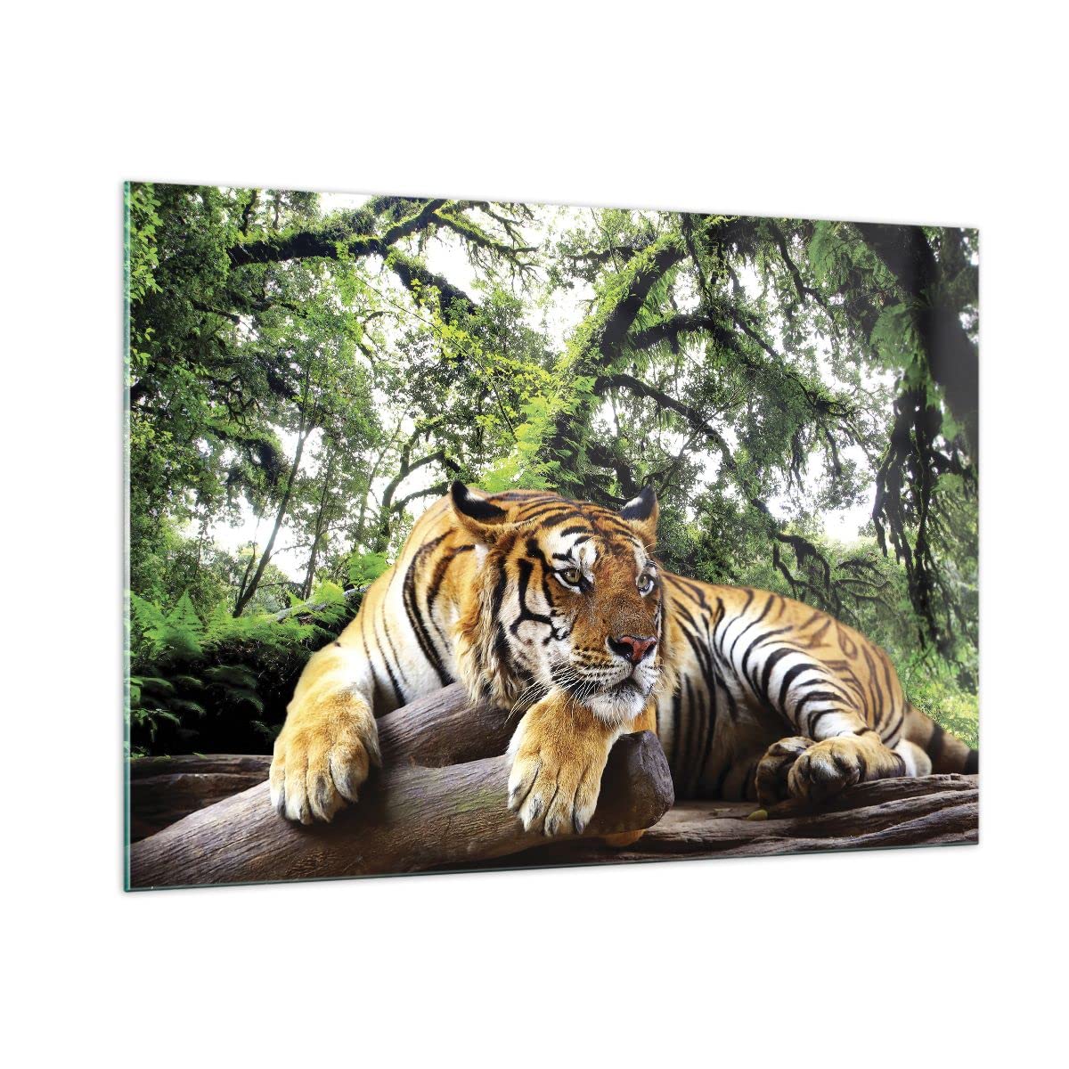 Vidrios decorativos 100x70cm Cuadro Sobre Vidrio Moderno Tigre Selva Descanso Grande Dormitorio Cocina Cuadros Pared Impresiones Decoracion Salon Impresión en Cristal Wall Art Prints GAA100x70-4166