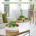 ZOUTOG Succulent Pots,6 Inch Succulent Planters with Drainage and Tray,White Ceramic Planters for Indoor Plants,Round Flower Plant Pots,Pack of 2