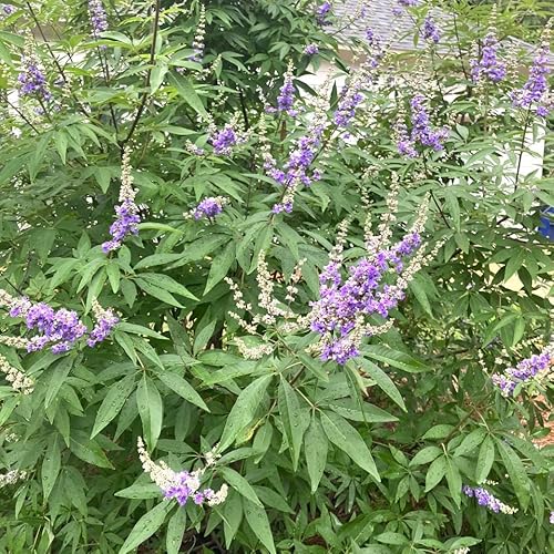 'Shoal Creek' Vitex (2.5 Gallon) Deciduous Tree With Deep Purple Blooms - Full Sun Live Outdoor Plant #TOP6