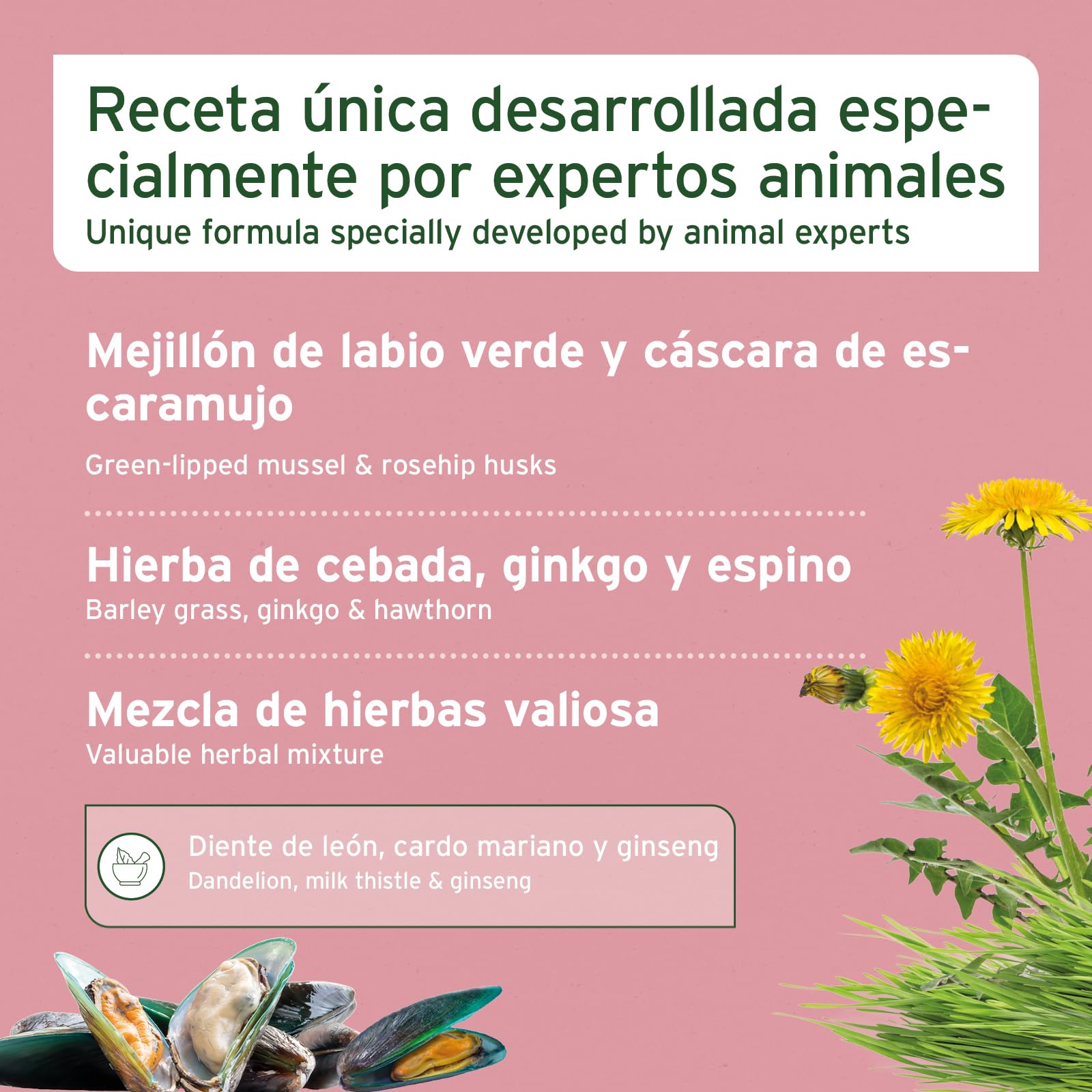 AniForte Senior Active en Polvo 250 g para Perros Mayores - minerales y vitaminas para Perros, Ayuda a la Memoria y a la función cardíaca, mejillón de Labios Verdes para la vitalidad y la Agilidad