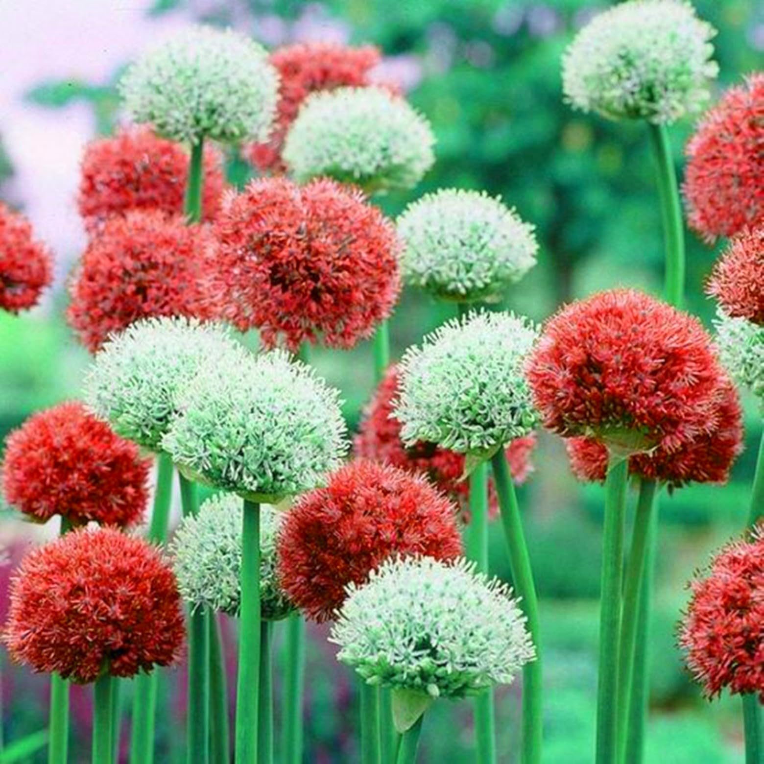 Allium Zwiebeln 5 Stück - Winterharter Zierlauch, Mehrjährig