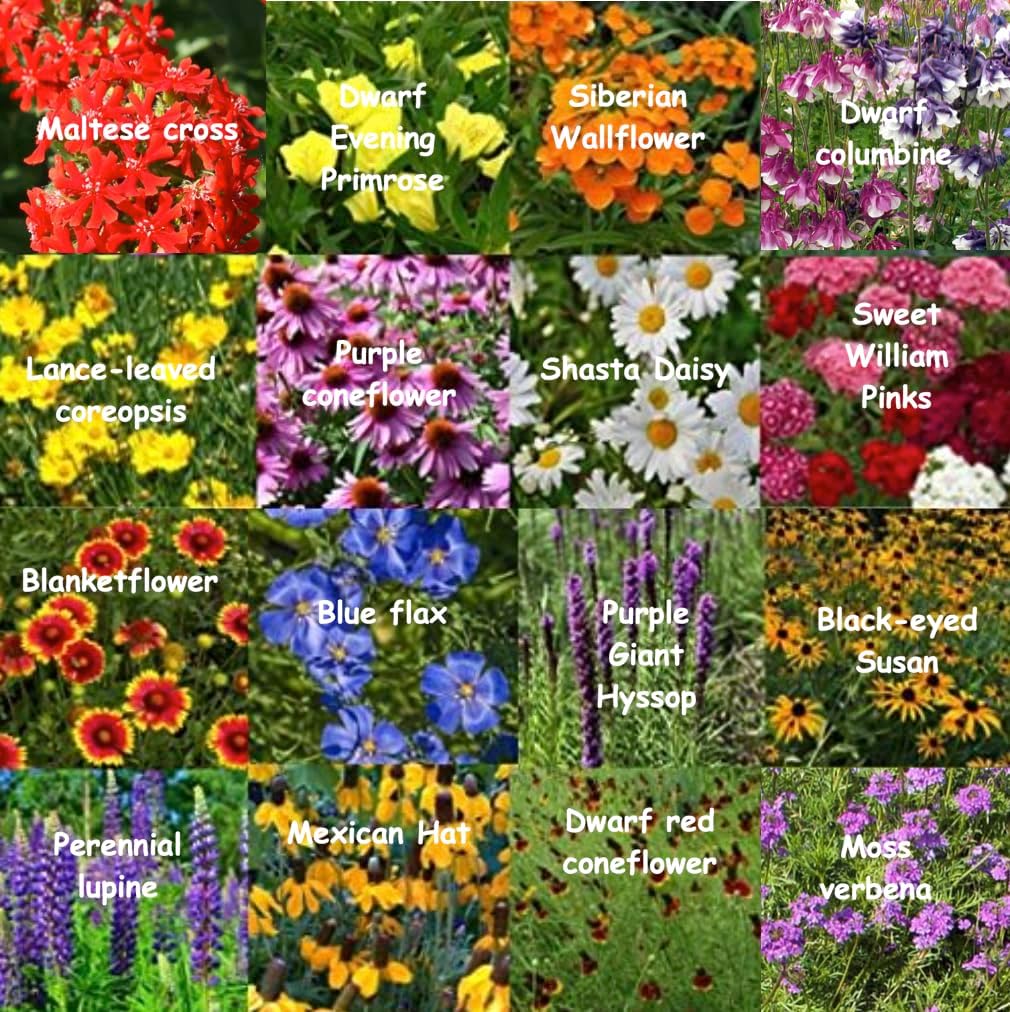 All US Zones Perennial Wildflower Seed Mix (1/4 Pound, All US Zones Perennial Mix)