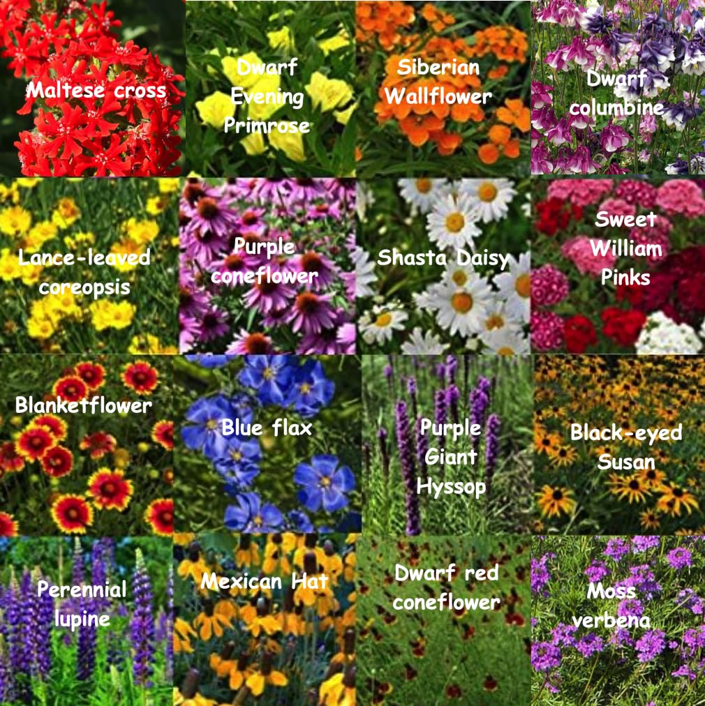 Amazon.com : All US Zones All Perennial Wildflower Seed Mix 1/4 Pound  Covers 500 sqft Non-GMO Includes Drought Tolerant Species : Patio, Lawn &  Garden