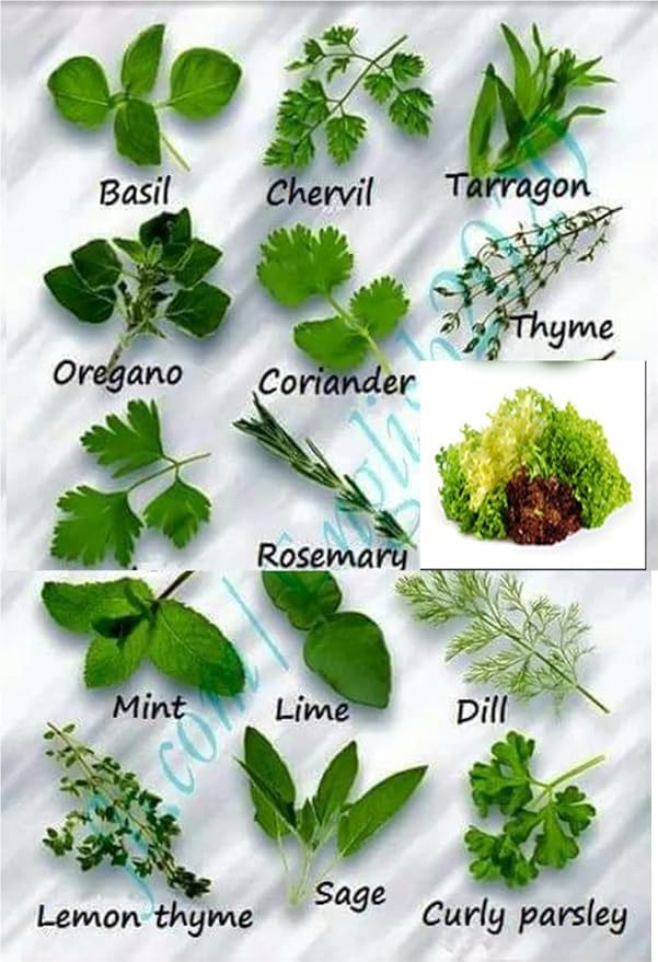 Bhajanlal Greenery Garden Care 15 Pack Herb Seed Combo Of Basil