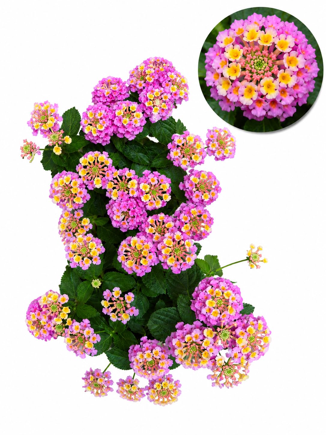 POWERS TO FLOWERS - LANTANA CAMARA GIALLA 3 PIANTE, VASO 14CM, piante vere