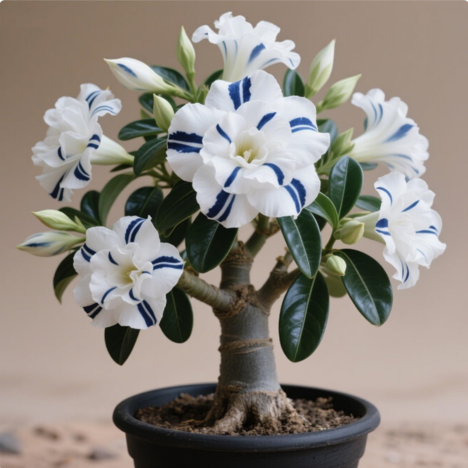 Desert Rose for Planting,Flowering Rhizome, Desert Rose Bulbs Mix,Excellent Display Indoor Perennial Balcony Garden Bulbs-4 Bulbs-C