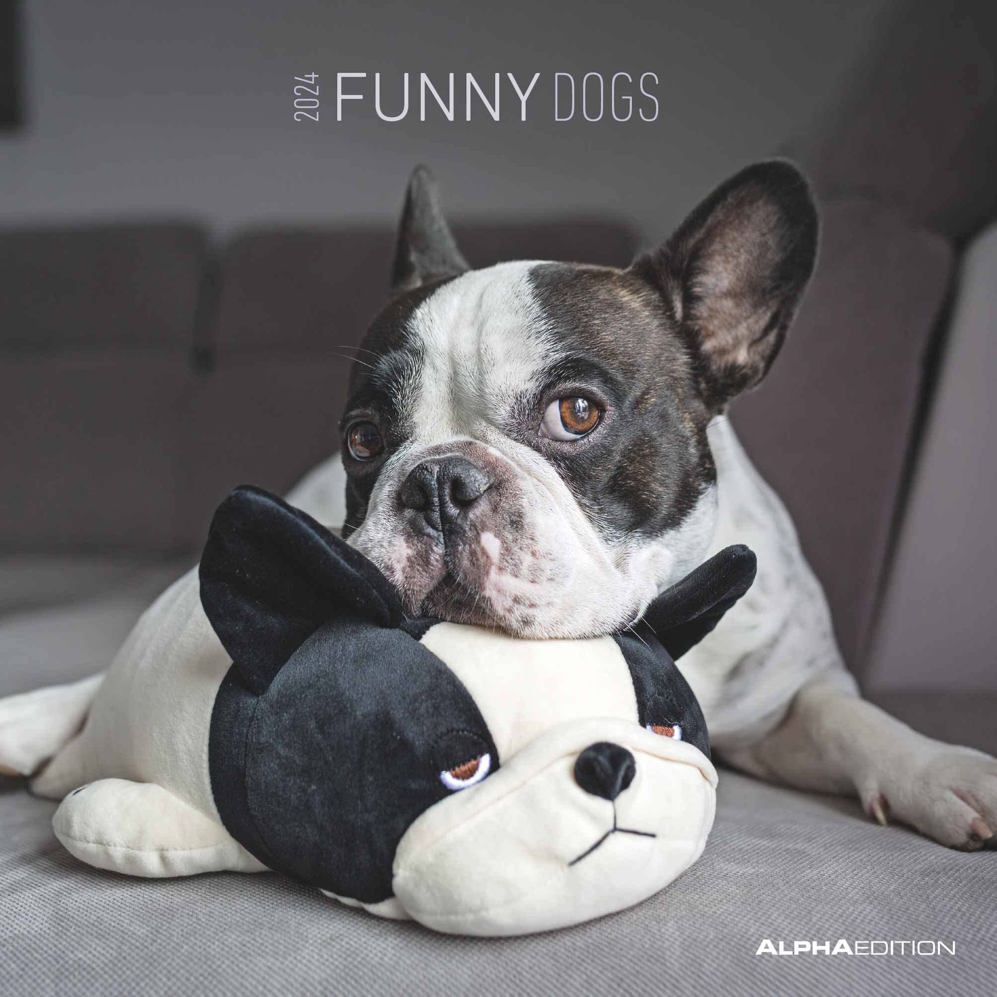 Funny Dogs 2024 - Brochure Calendar 30 x 30 cm (30 x 60 cm Open) - Calendar with Space for Notes - Dogs - Picture Calendar - Wall Calendar - Dog Calendar