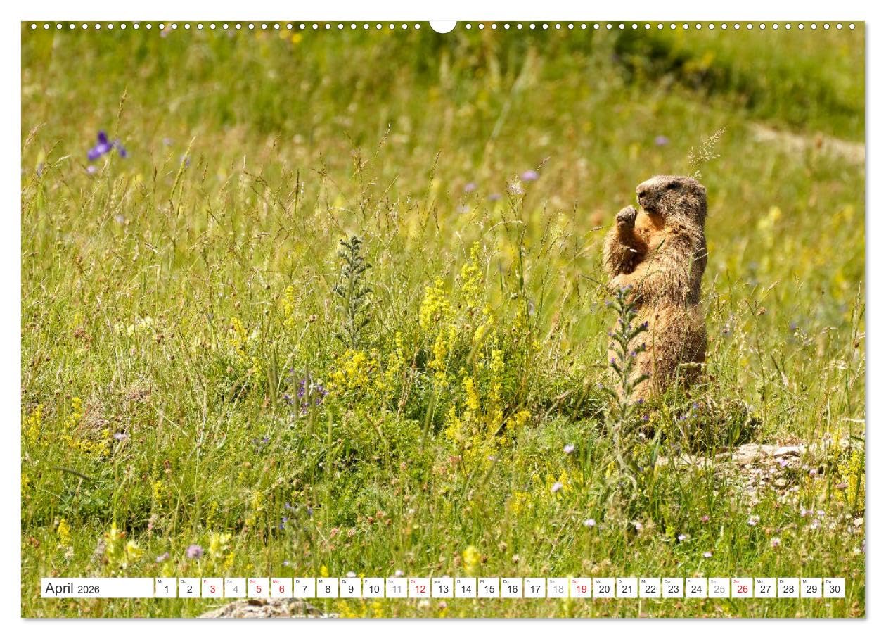 Spanien - die Pyrenäen (hochwertiger Premium Wandkalender 2026 DIN A2 quer), Kunstdruck in Hochglanz: 12 Monate mit der wunderbaren Gebirgslandschaft der spanischen Pyrenäen. (CALVENDO Orte)