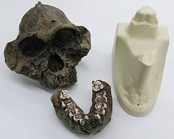 Amazon | ボイセイ猿人の頭蓋骨を忠実に再現した模型，ボイセイ