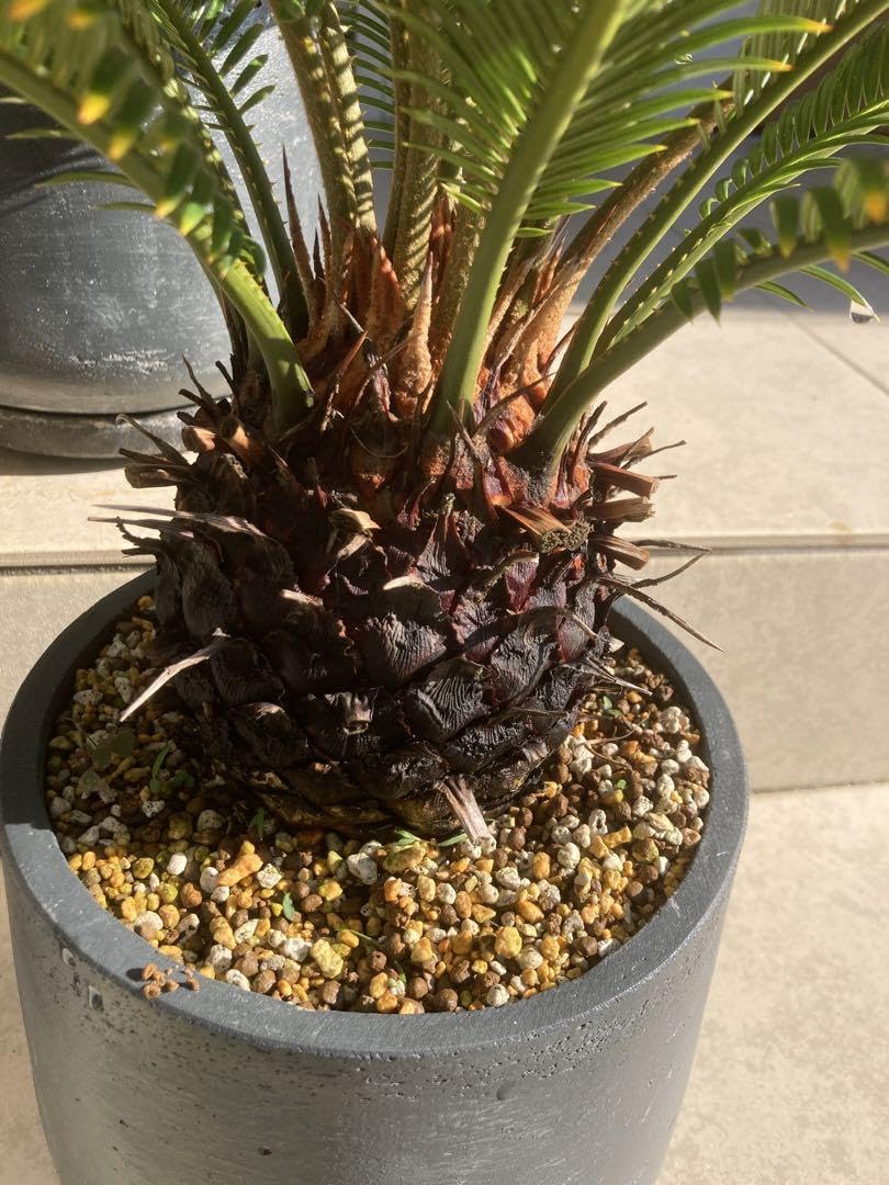 Amazon.co.jp: 金柑蘇轍 ソテツ ホビーグッズ : おもちゃ 