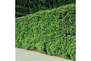 Wax Myrtle Live Plant: Lend a Splash of Nature to Your Landscape