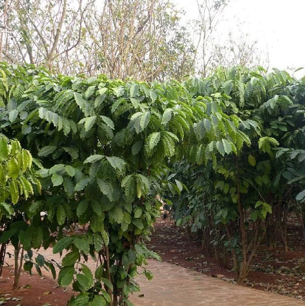 jun　コーヒーの木 jun様専用 コーヒーの木