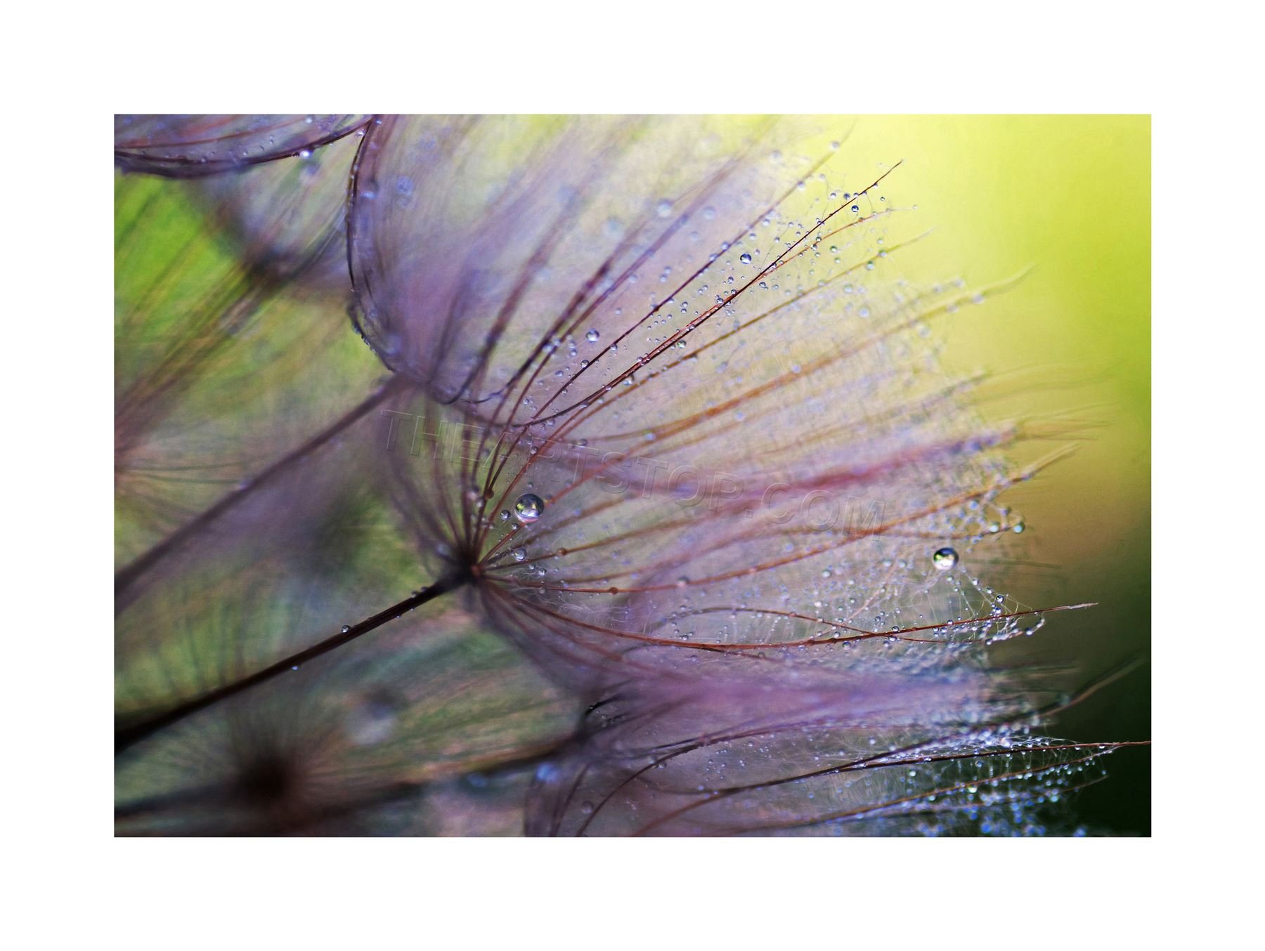 Wee Blue Coo Photo Lilac Flower Plant Seed Macro Wall Art Print