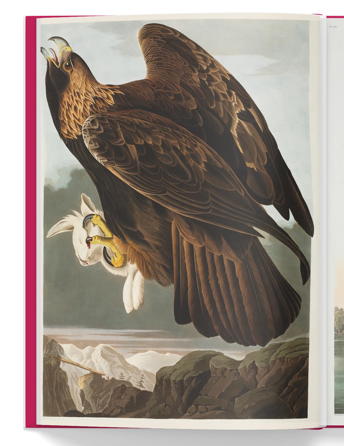 The Birds of America