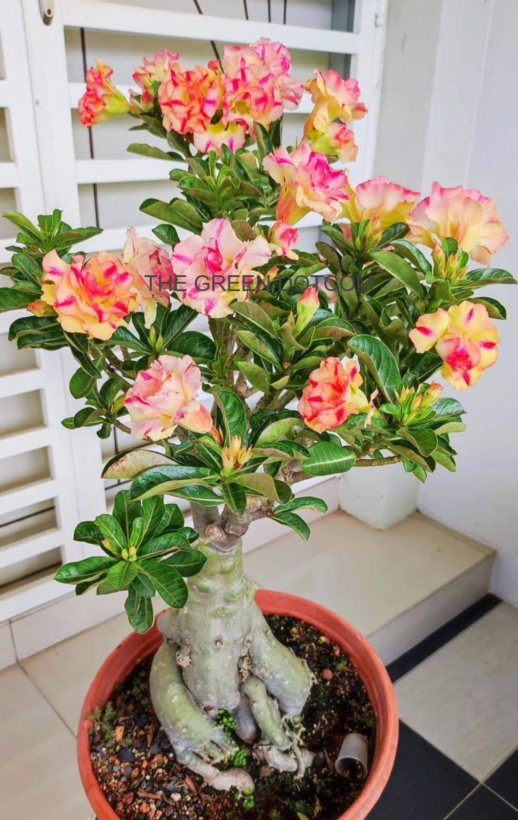See full amazon price history chart for Dwarf Rare Adenium Multicolour Double Layer Outdoor Flowering Organic Hybrid Plants for Home, (Pack of - 1) Dwarf Rare Adenium Multicolour Double Layer Outdoor Flowering Organic Hybrid Plants for Home, (Pack of - 1) (B0CH67X1WS) Amazon Price History, Amazon Price Tracker