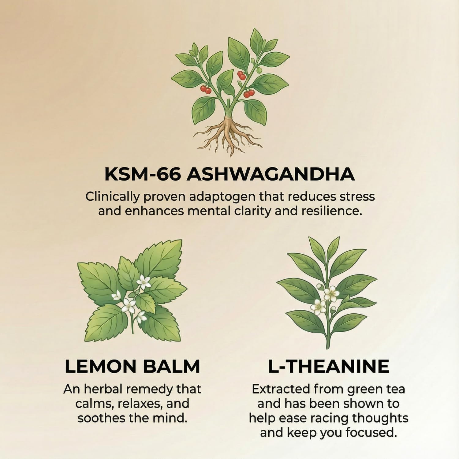 Zenjoy Stress Relief Drink, Calming Green Tea, Non Alcoholic, Ashwagandha & Lemon Balm for Stress Relief, L - Theanine for Focus (12 Pack) (Passion Fruit)