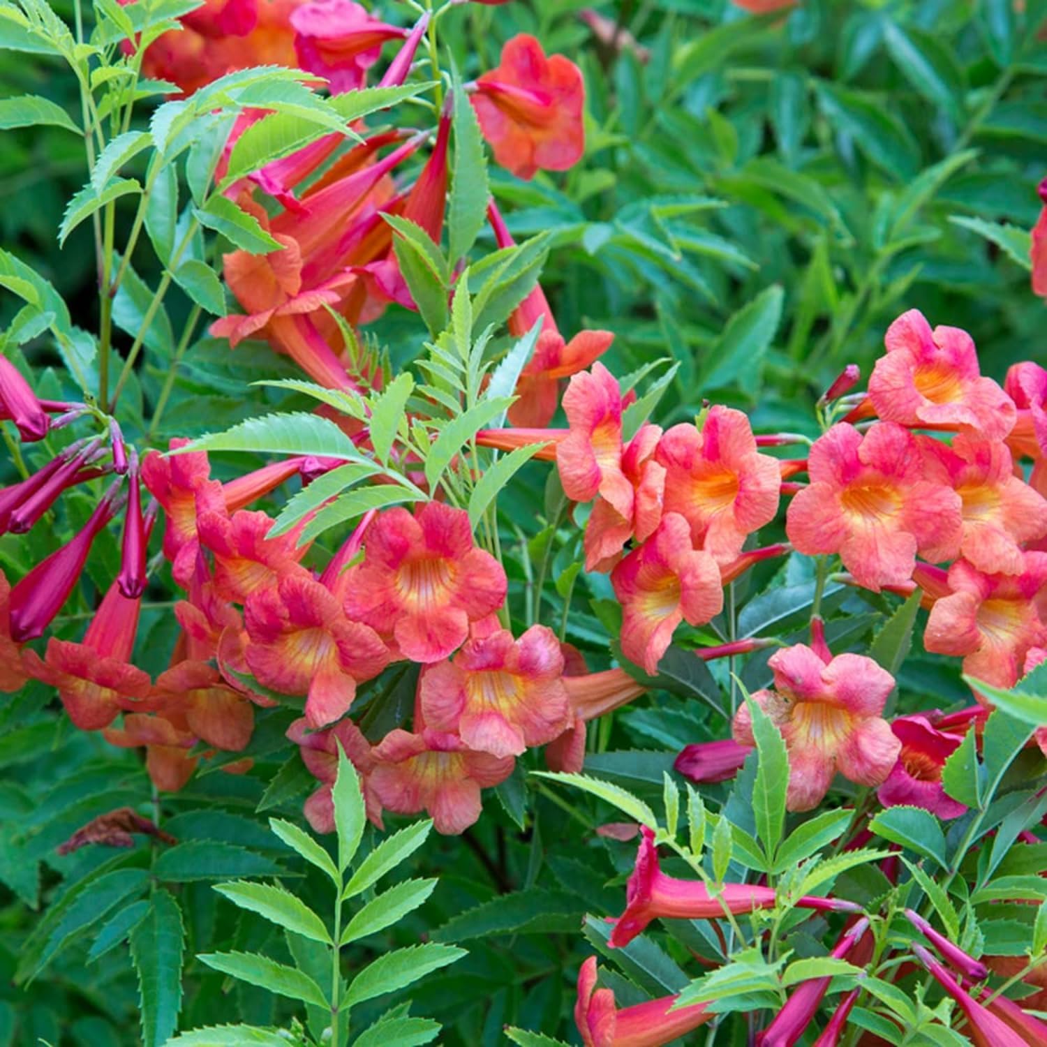Red Tecoma/Tikoma Flower Plant With Pot - For Garden Outdoor live Healthy Plant With Plastic Pot-image-36