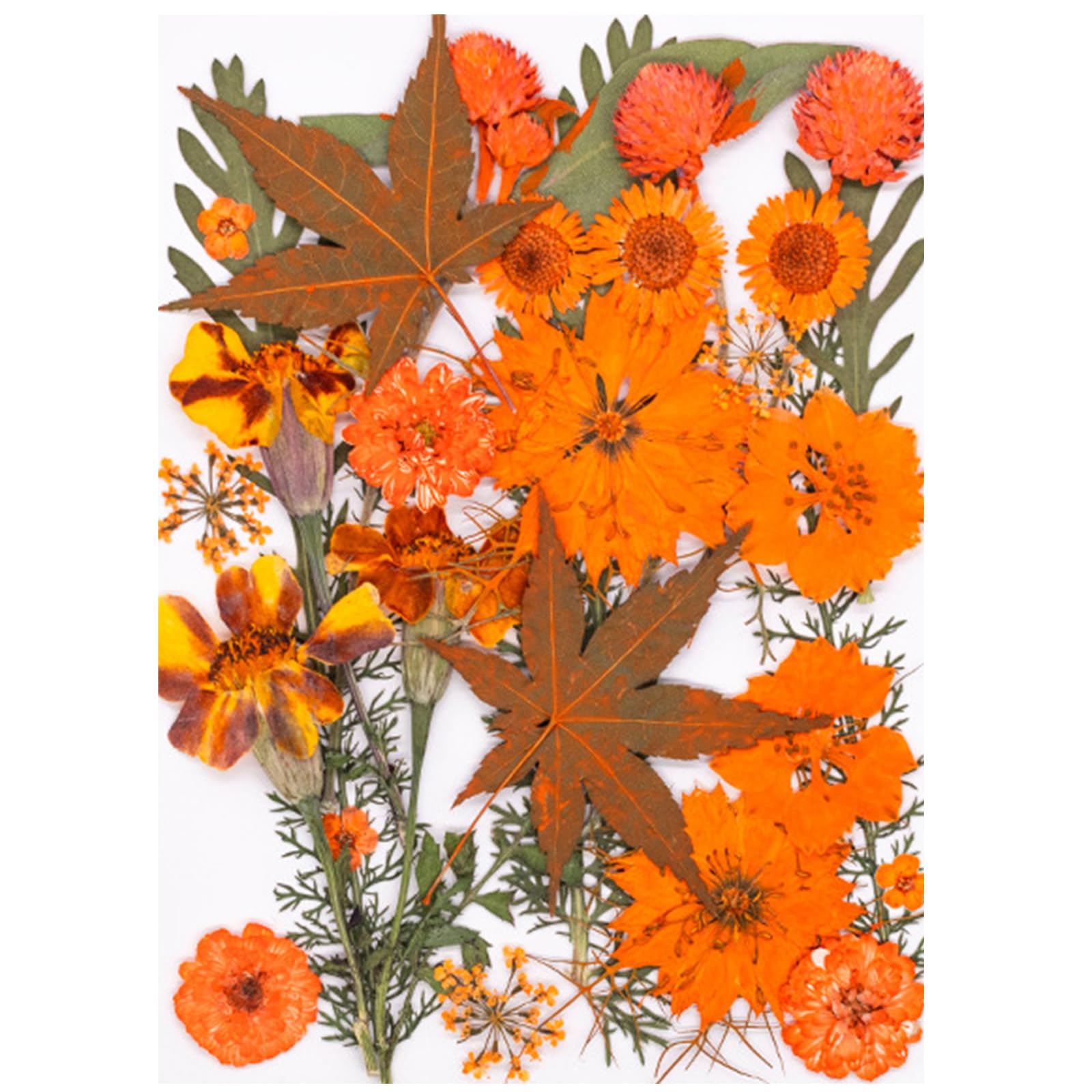 Jazuaiao 30 Pressed Plant Specimens for Home Decoration Greeting Cards Framed Art Projects Preserved Flower Home Decoration