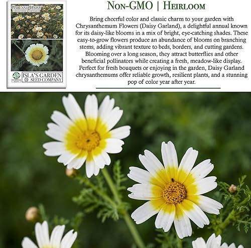 Miniatura 3 de Guirnalda de crisantemo semillas de margarita, más de 1500 semillas de reliquia por paquete, semillas de jardín de Isla (semillas de jardín de