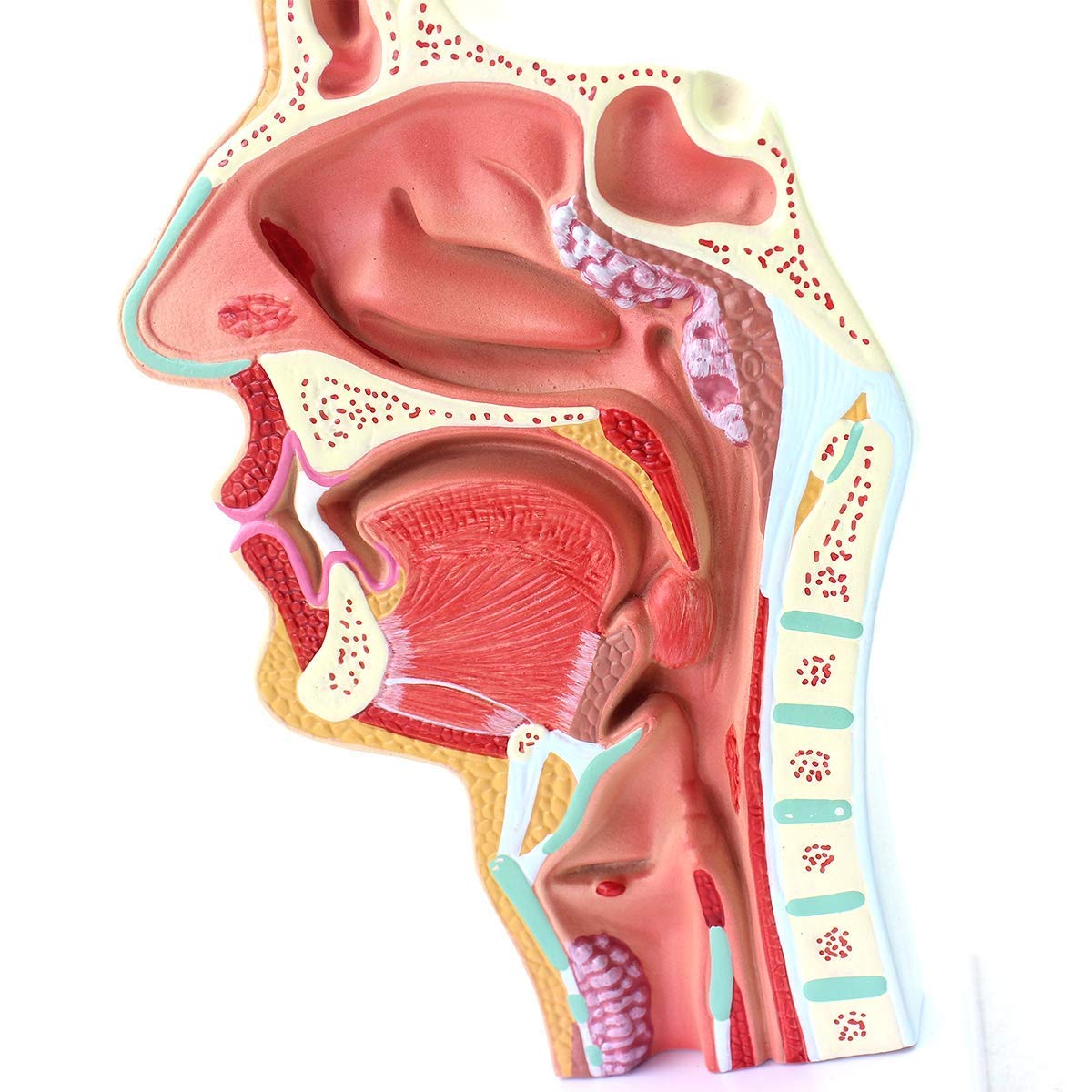Model dydaktyczny, model jamy nosowej, model anatomii człowieka, model ludzkiej jamy nosowej w skali 1:1 Rozmiar anatomiczny Patologia nosogardzieli Model ENT Narzędzia dydaktyczne Anatomia Biologia