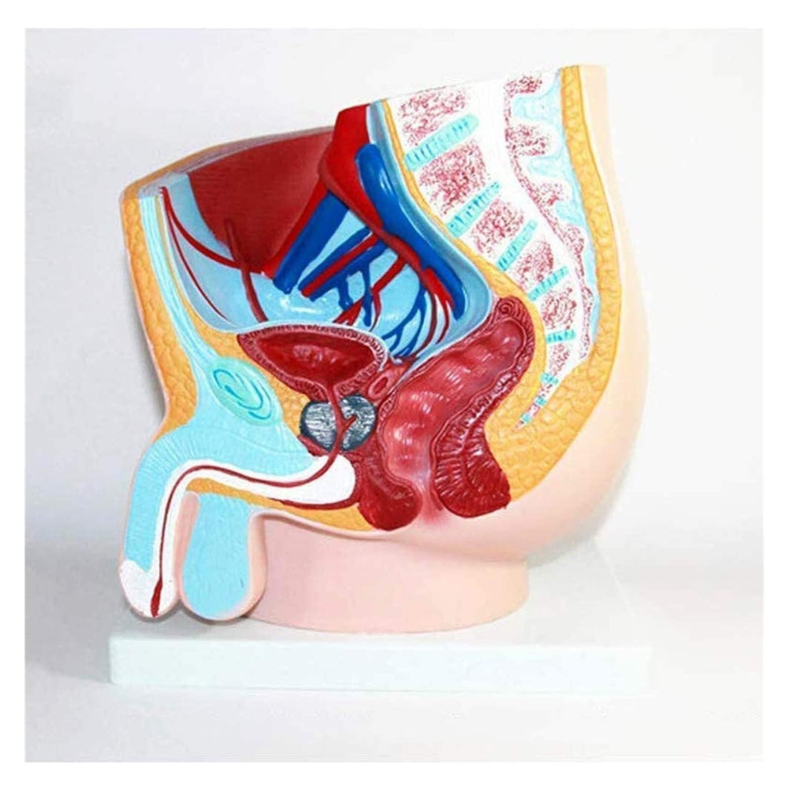 XINGLUOY Male reproductive and urinary system model pelvic anatomy Sagittal plane