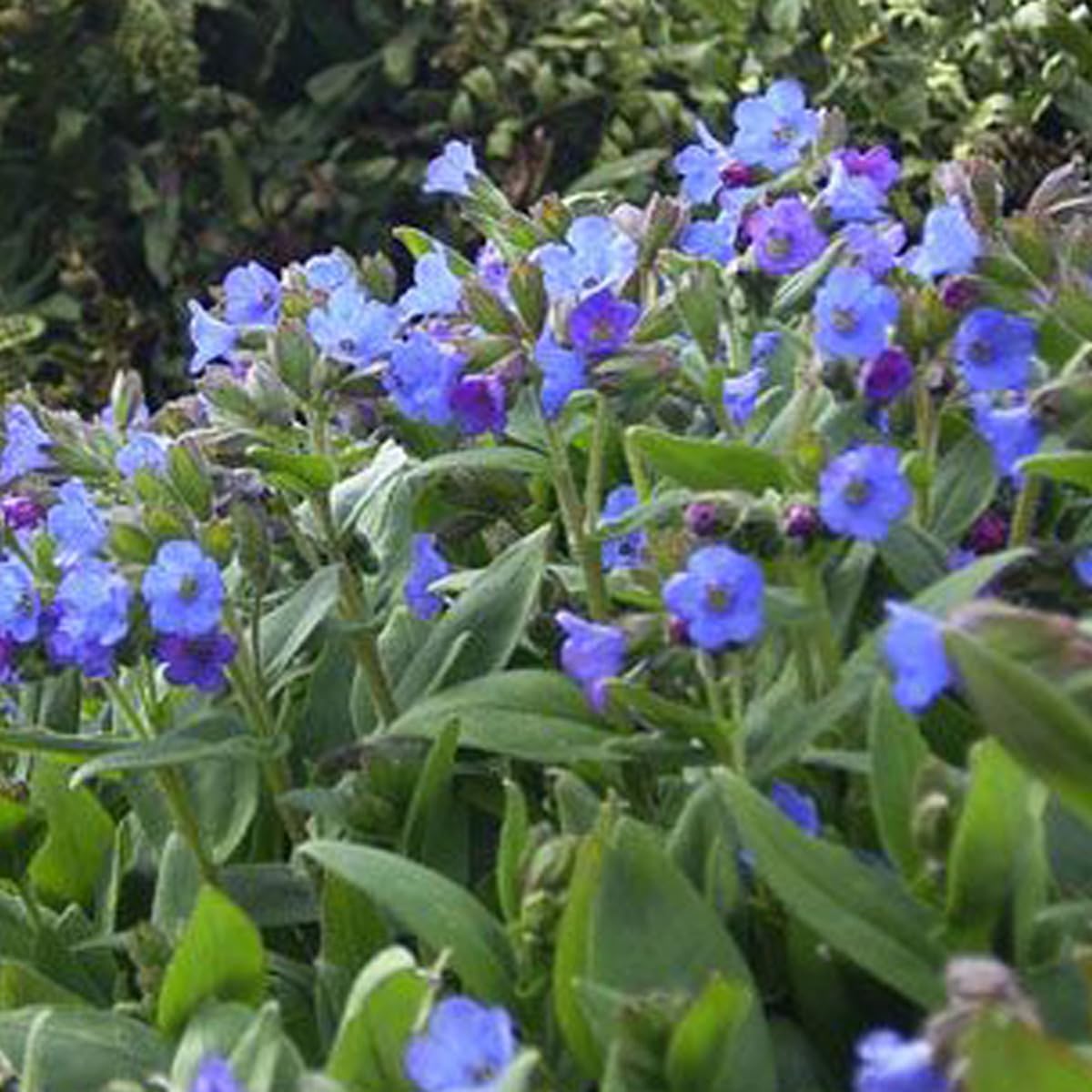 6 x Pulmonaire 'Azurea' - Pulmonaria Angustifolia 'Azurea' - Godet 9x9cm - Bleu, mi-ombre à ombre, sol frais et bien drainé