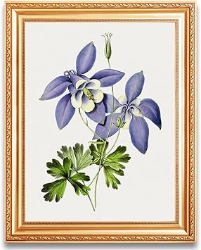 Amazon Co Jp 手描きの青いコロンバイン花キャンバス絵画植物の花ヴィンテージアートの写真リビングルームの寝室の壁の装飾の写真 ホーム キッチン