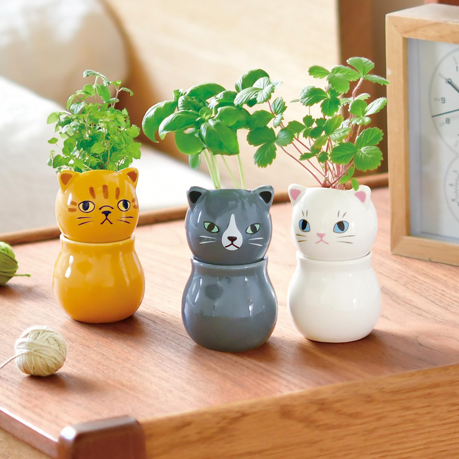 Amazon｜聖新陶芸 通年 家庭菜園 栽培キット 「 コロコロ