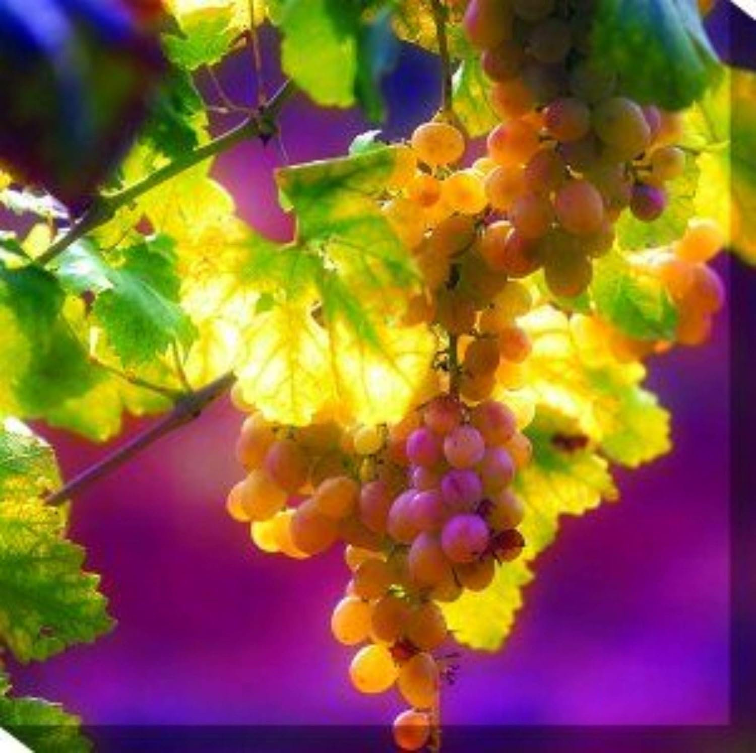 Purple and Yellow Istrian Outdoor Canvas Square Wall Art Decor 24" x 24"